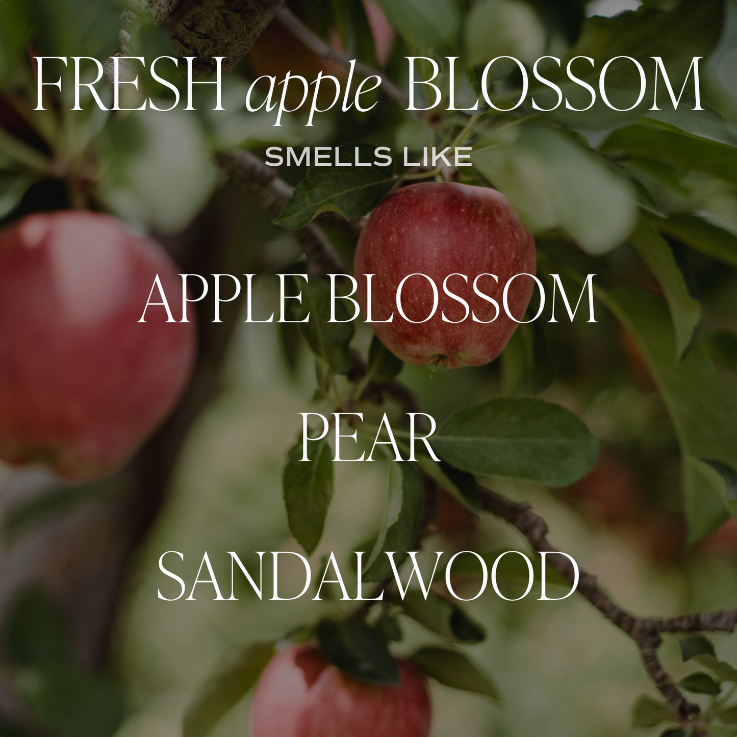 Fresh Apple Blossom Amber Reed Diffuser - Home Decor & Gifts